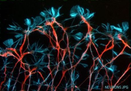 neurons_rgb